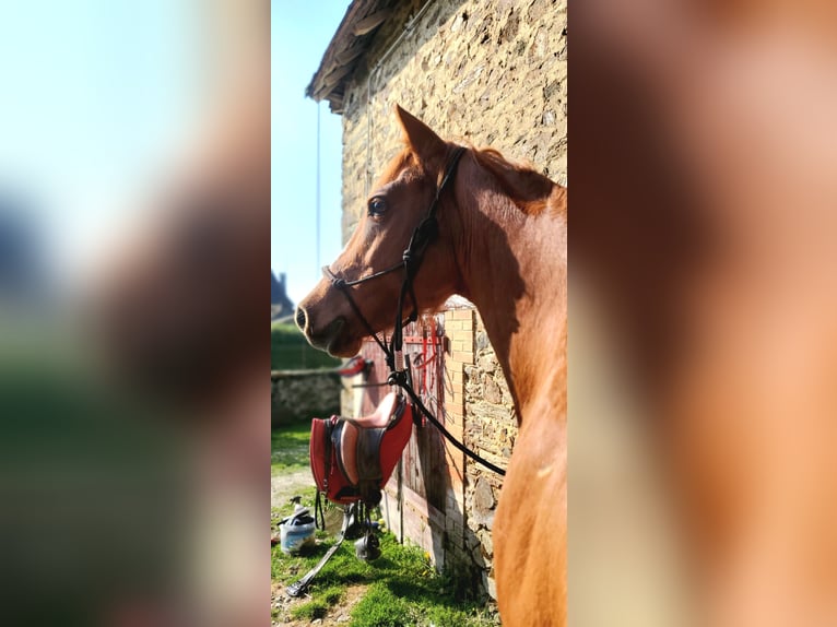 Purosangue arabo Castrone 6 Anni 154 cm Sauro in Glanges