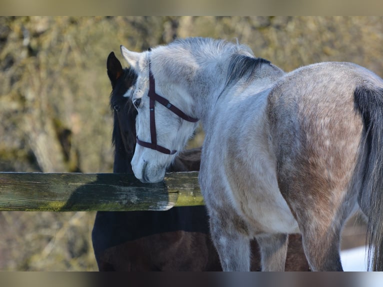 Purosangue arabo Castrone 6 Anni 156 cm Grigio pezzato in Hartkirchen