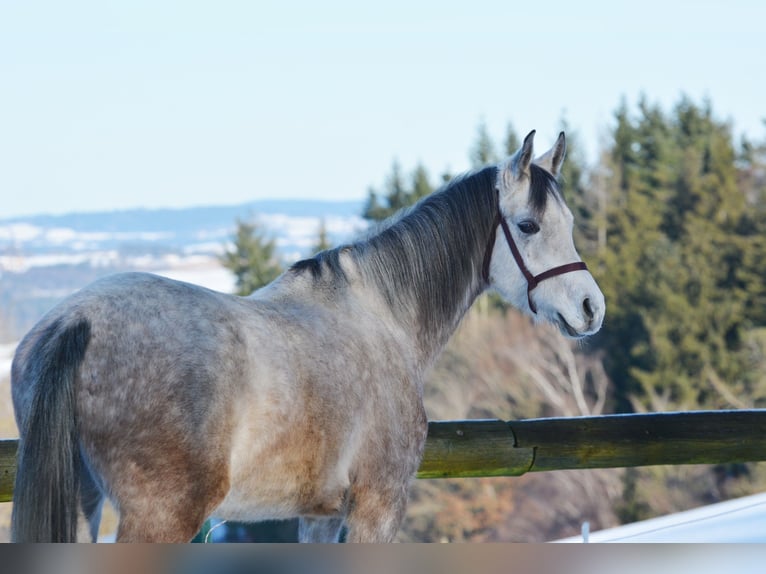 Purosangue arabo Castrone 6 Anni 156 cm Grigio pezzato in Hartkirchen