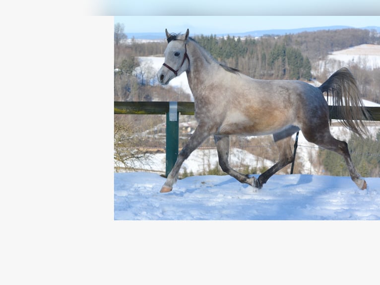 Purosangue arabo Castrone 6 Anni 156 cm Grigio pezzato in Hartkirchen