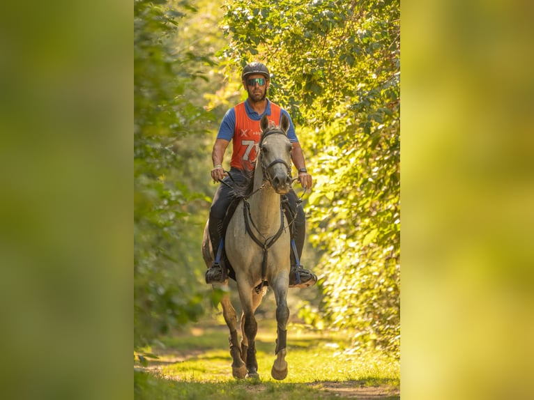 Purosangue arabo Castrone 6 Anni 157 cm Grigio in Szyd&#x142;&#xF3;w