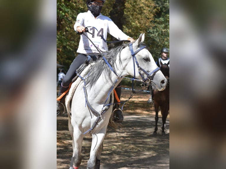Purosangue arabo Castrone 6 Anni 157 cm Grigio in Szyd&#x142;&#xF3;w