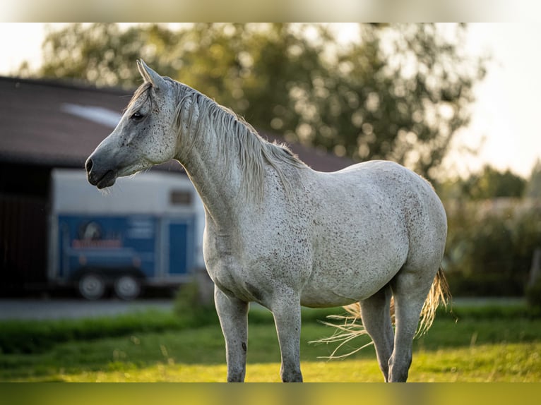 Purosangue arabo Castrone 6 Anni 157 cm Grigio in Herzberg am Harz