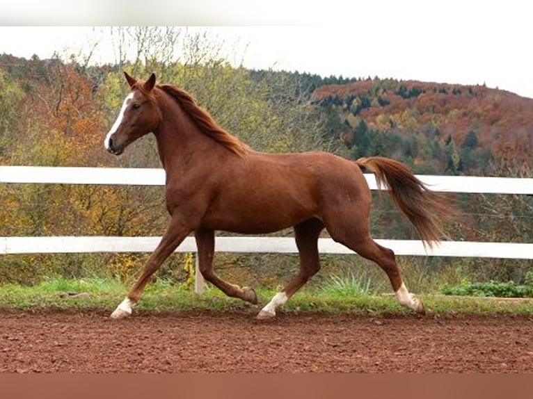 Purosangue arabo Castrone 6 Anni 157 cm Rabicano in Freiamt
