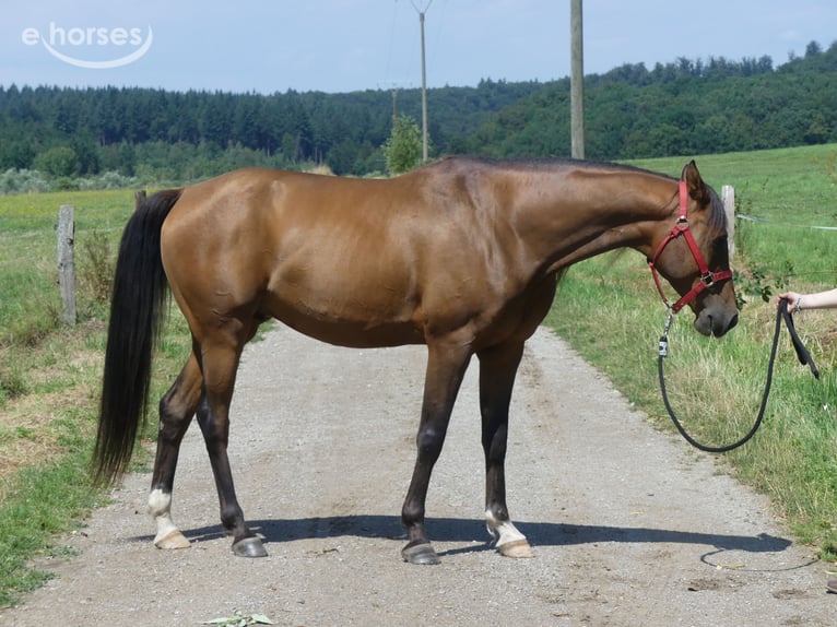 Purosangue arabo Castrone 6 Anni 158 cm Baio scuro in Herzberg am Harz