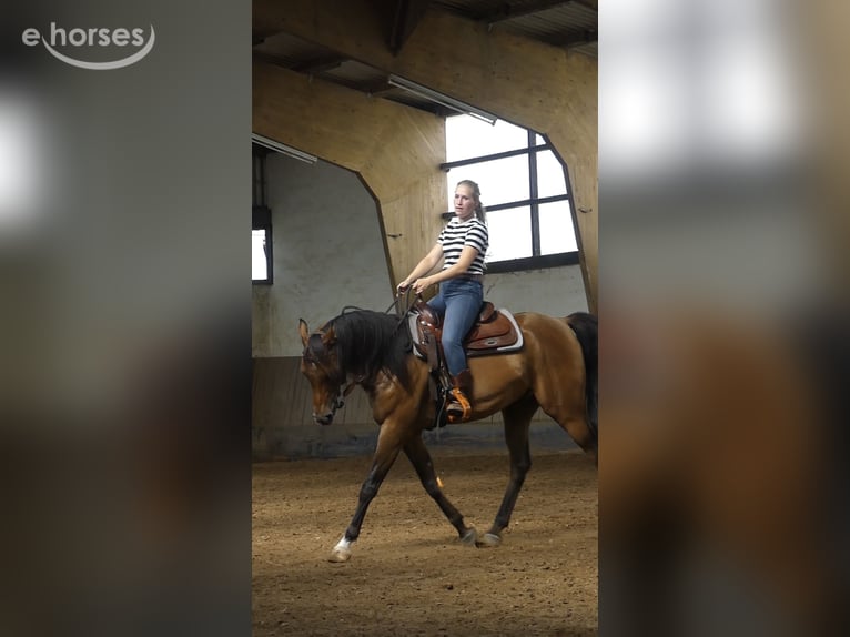 Purosangue arabo Castrone 6 Anni 158 cm Baio scuro in Herzberg am Harz