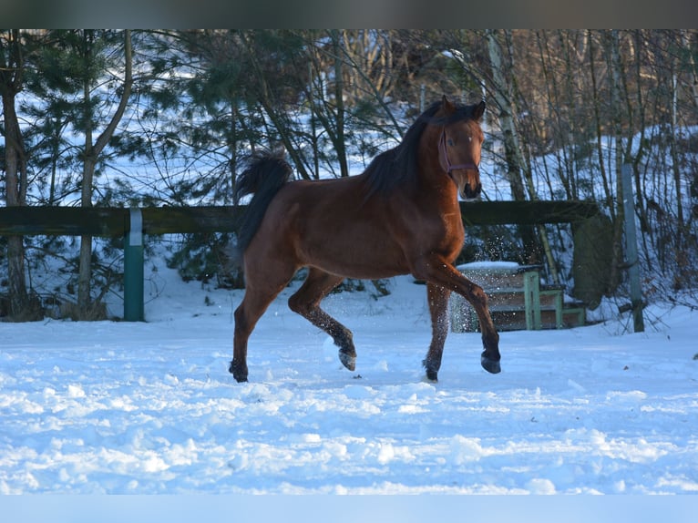 Purosangue arabo Castrone 6 Anni 163 cm Baio in Hartkirchen