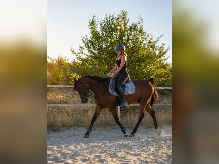 Purosangue arabo Castrone 7 Anni 150 cm Baio in Neusiedl am Steinfeld
