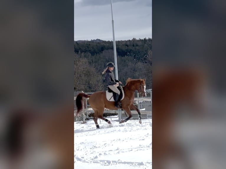 Purosangue arabo Castrone 7 Anni 150 cm Sauro in Hafning