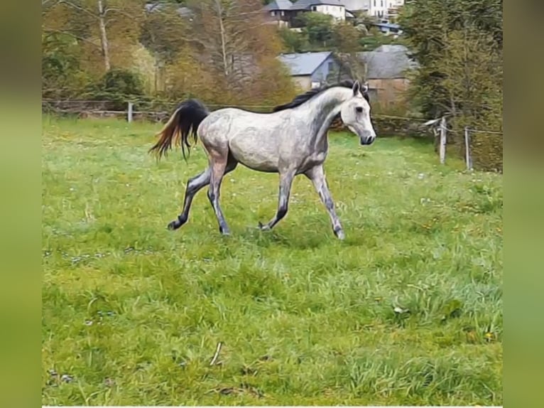 Purosangue arabo Castrone 7 Anni 152 cm Grigio in Bridel