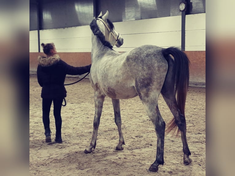 Purosangue arabo Castrone 7 Anni 152 cm Grigio in Bridel