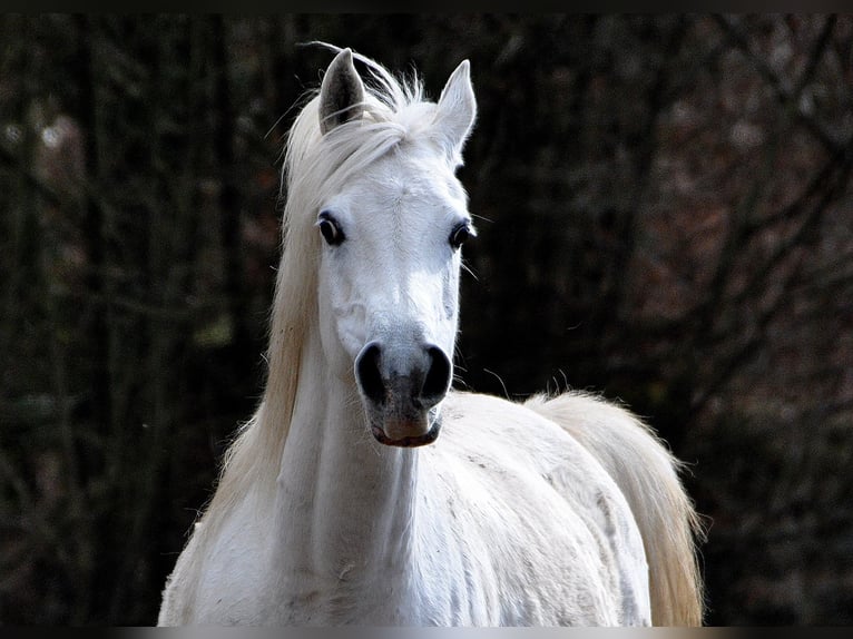 Purosangue arabo Castrone 7 Anni 152 cm Grigio in Bridel