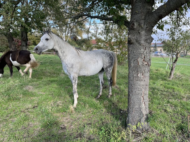 Purosangue arabo Castrone 7 Anni 153 cm Grigio pezzato in Wünsch