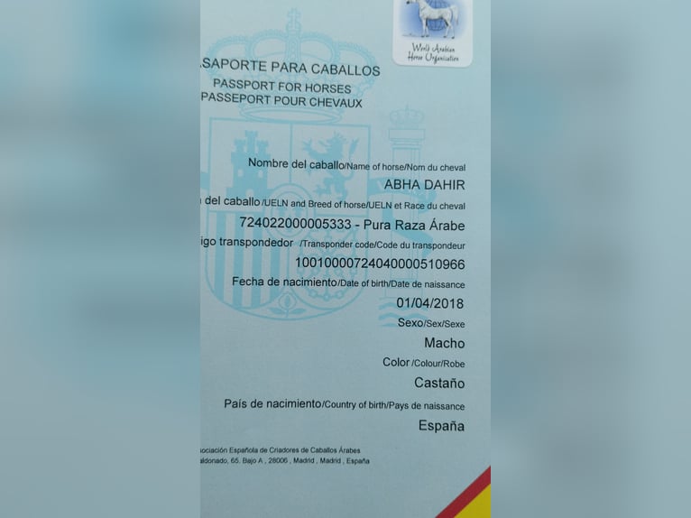 Purosangue arabo Castrone 7 Anni 155 cm Baio in Esporles