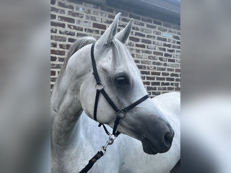 Purosangue arabo Castrone 7 Anni 155 cm Grigio in Zutendaal
