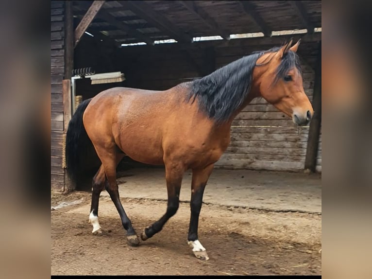 Purosangue arabo Castrone 7 Anni 156 cm Baio in Eitorf