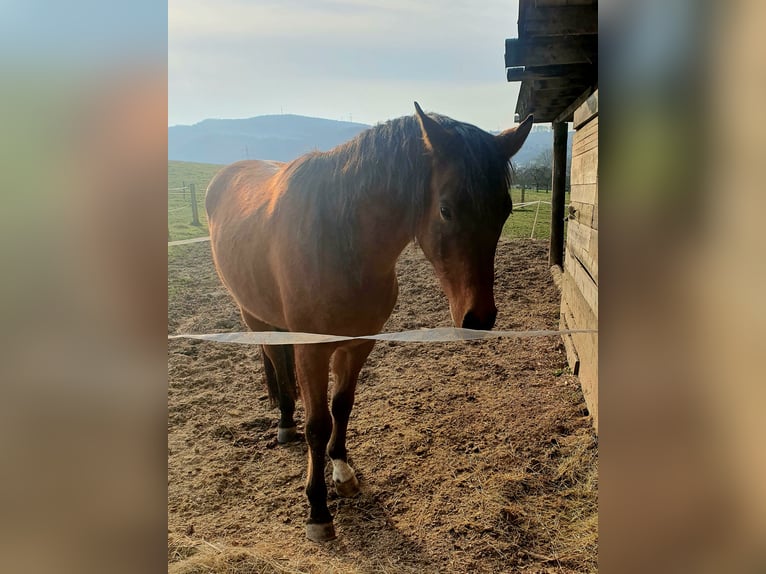 Purosangue arabo Castrone 7 Anni 156 cm Baio in Eitorf