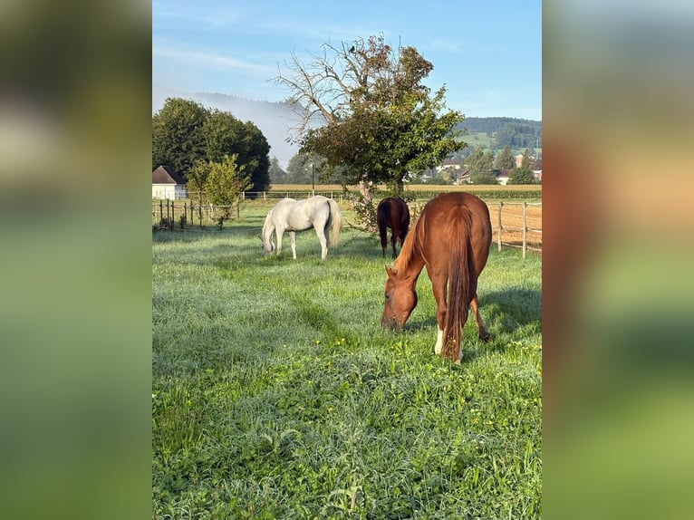 Purosangue arabo Castrone 7 Anni 160 cm Sauro in Reinach AG