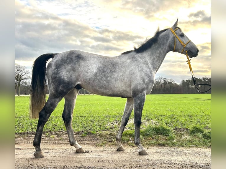 Purosangue arabo Castrone 7 Anni 162 cm Grigio pezzato in Grenzach-Wyhlen