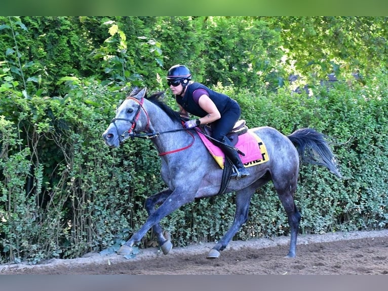 Purosangue arabo Castrone 7 Anni 162 cm Grigio pezzato in Grenzach-Wyhlen