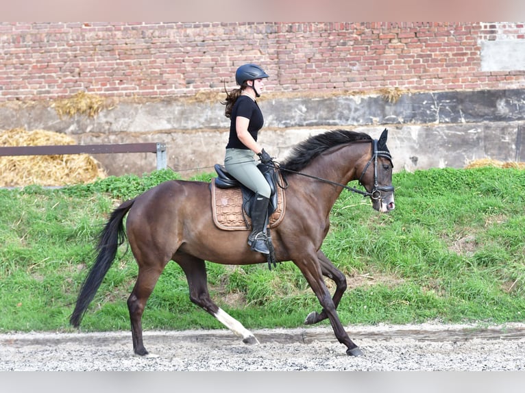 Purosangue arabo Castrone 7 Anni 168 cm Baio nero in Düsseldorf