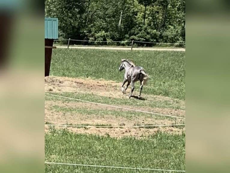 Purosangue arabo Castrone 7 Anni Grigio in Candor