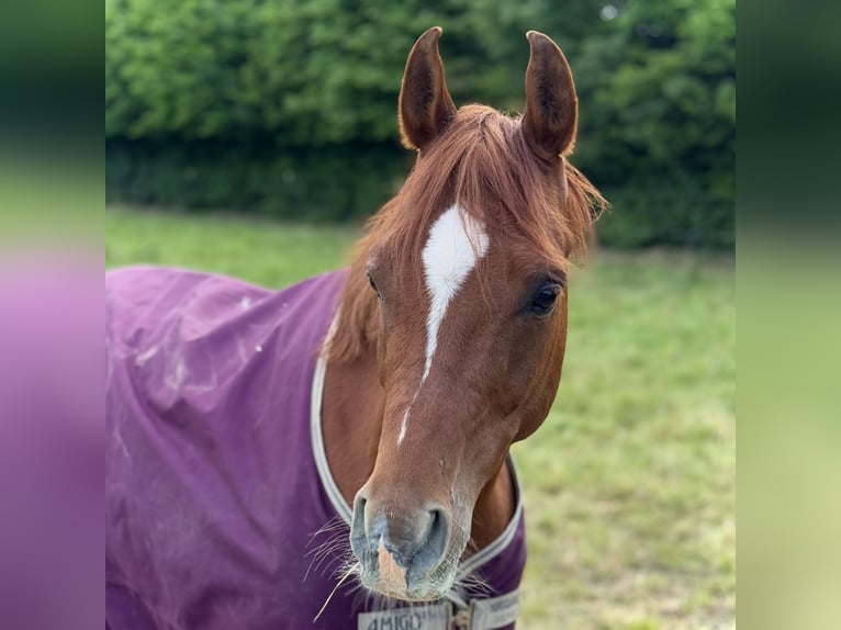 Purosangue arabo Castrone 8 Anni 152 cm Sauro in Steinheim