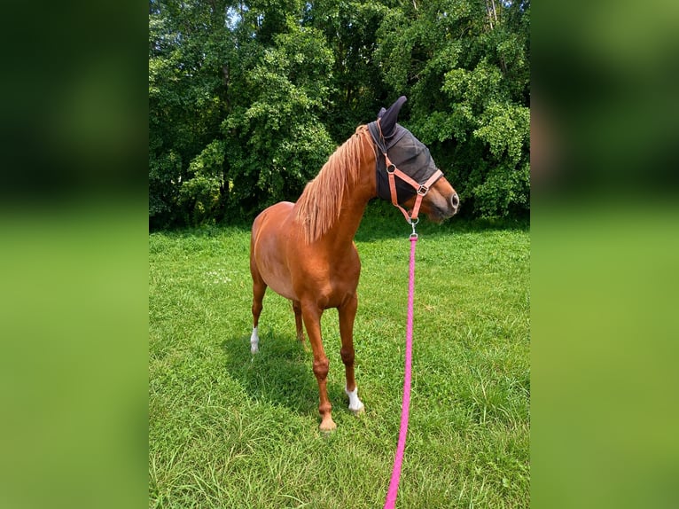 Purosangue arabo Castrone 8 Anni 153 cm Sauro in St Martin en haut