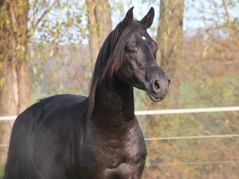 Purosangue arabo Castrone 8 Anni 154 cm Morello in Herzberg am Harz