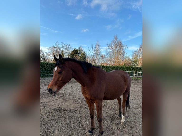 Purosangue arabo Castrone 8 Anni 155 cm Baio in Asper