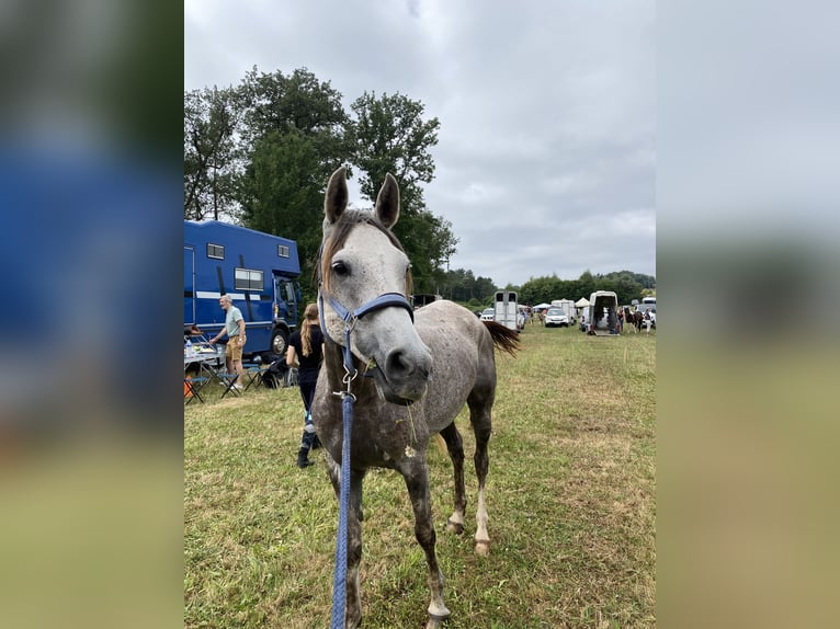 Purosangue arabo Castrone 8 Anni 155 cm Grigio in dordogne