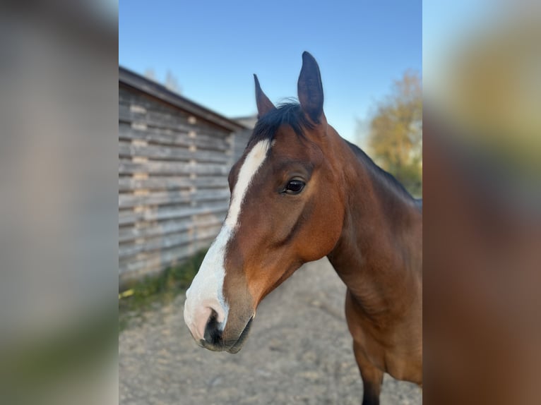 Purosangue arabo Castrone 8 Anni 156 cm Baio in Loenen