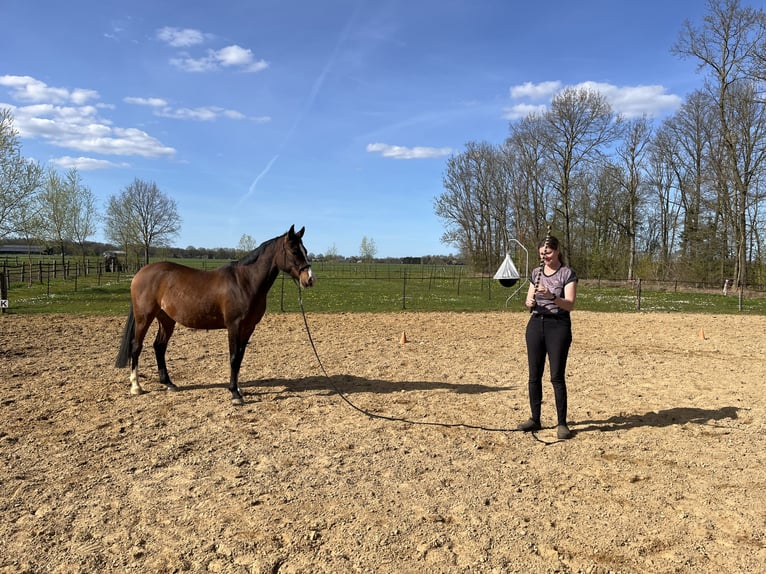 Purosangue arabo Castrone 8 Anni 156 cm Baio in Loenen