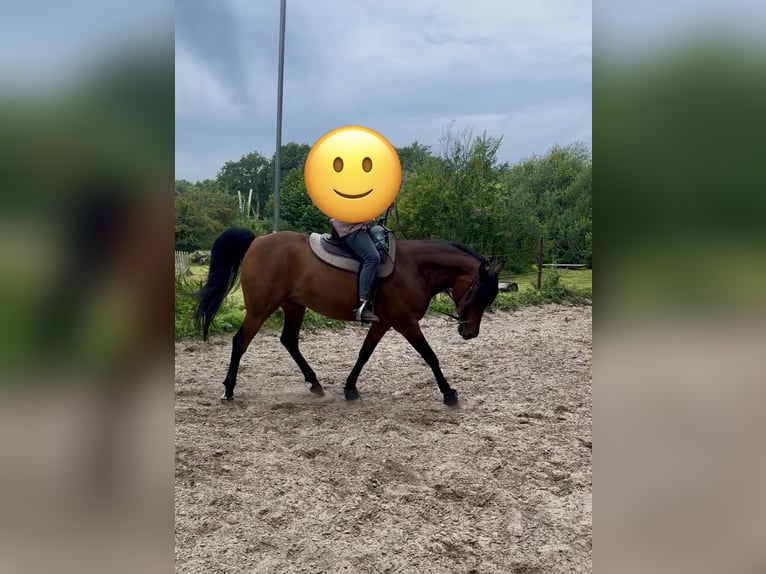 Purosangue arabo Castrone 8 Anni 156 cm Baio in Alveslohe