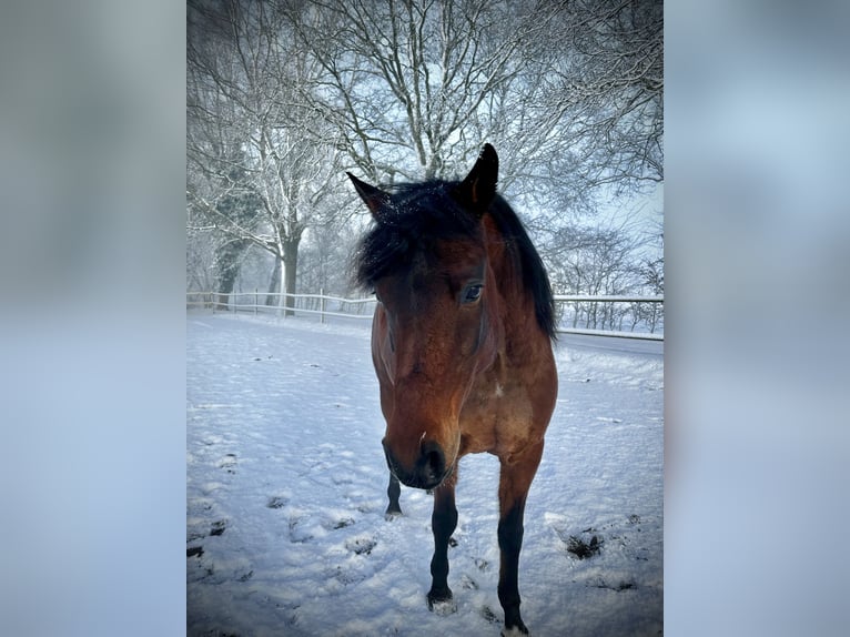 Purosangue arabo Castrone 8 Anni 156 cm Baio in Alveslohe