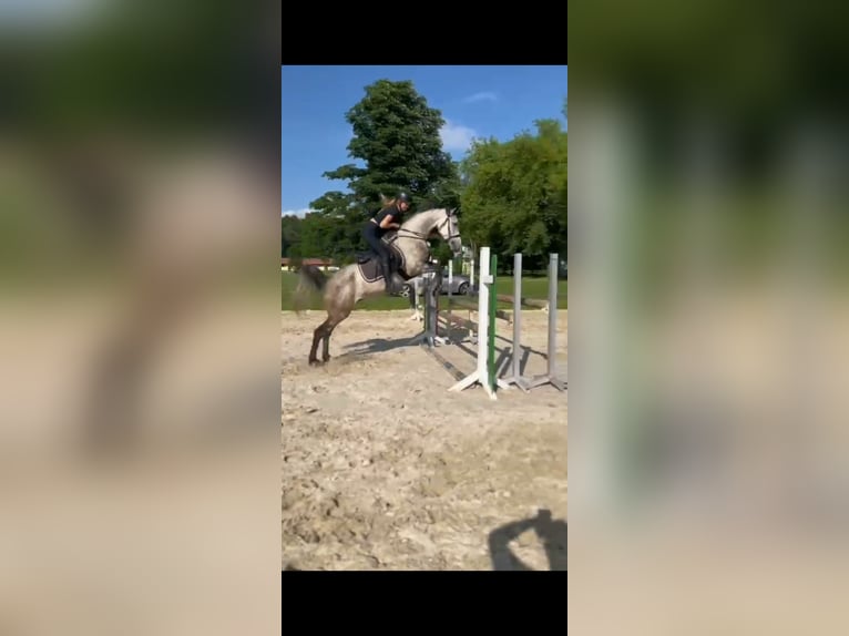 Purosangue arabo Mix Castrone 8 Anni 157 cm Grigio pezzato in Wittgensdorf