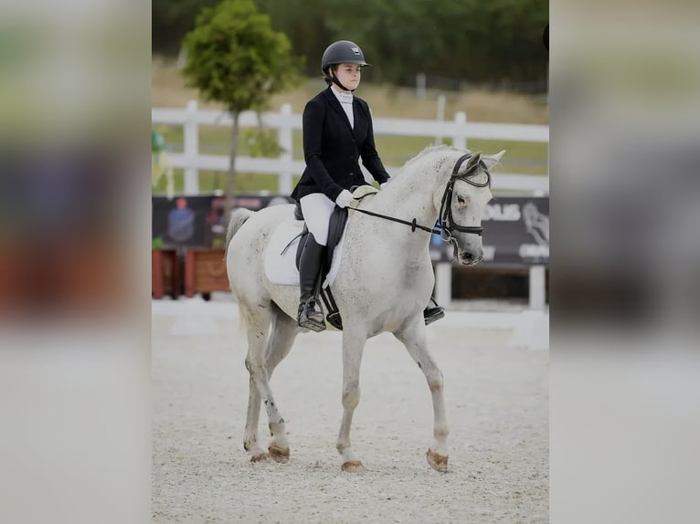 Purosangue arabo Castrone 9 Anni 150 cm Grigio in Jelenia Góra