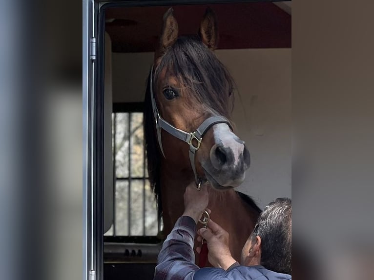 Purosangue arabo Castrone 9 Anni 152 cm Baio ciliegia in Alcobaça