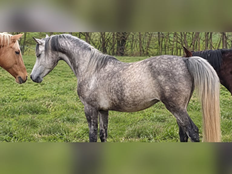 Purosangue arabo Castrone 9 Anni 152 cm Grigio in Horbourg-Wihr
