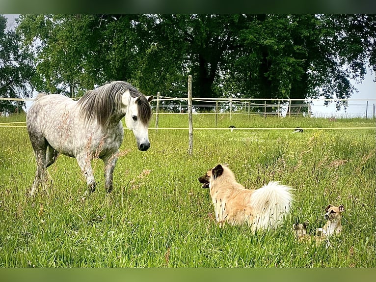 Purosangue arabo Castrone 9 Anni 153 cm Grigio in Vibrac