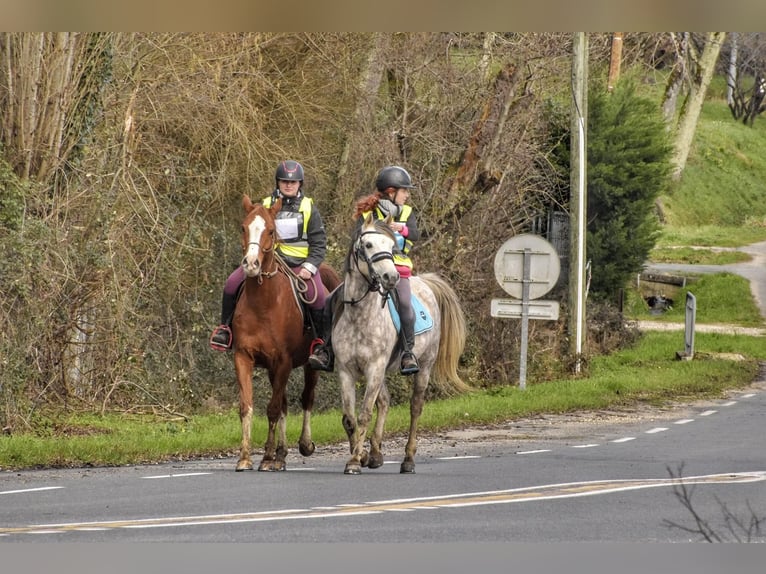 Purosangue arabo Castrone 9 Anni 153 cm Grigio in Vibrac