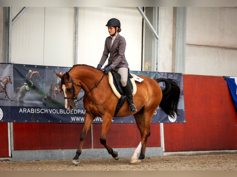 Purosangue arabo Castrone 9 Anni 155 cm Baio in Zuidveld
