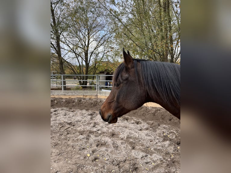 Purosangue arabo Castrone 9 Anni 156 cm Baio in Büttelborn