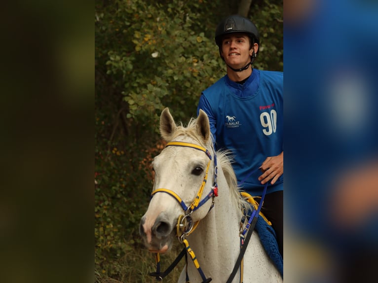 Purosangue arabo Castrone 9 Anni 157 cm Può diventare grigio in Badajoz
