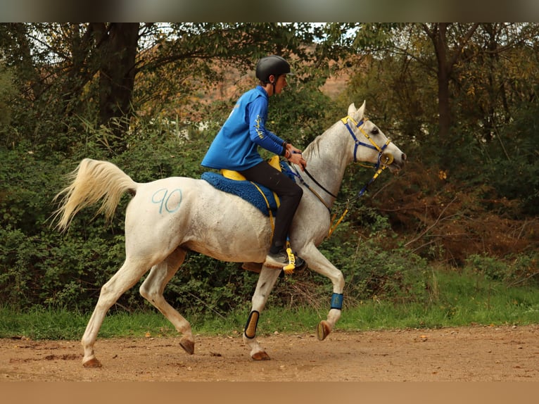 Purosangue arabo Castrone 9 Anni 157 cm Può diventare grigio in Badajoz