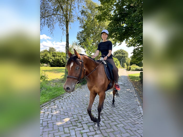 Purosangue arabo Castrone 9 Anni 158 cm Baio ciliegia in Ossendrecht