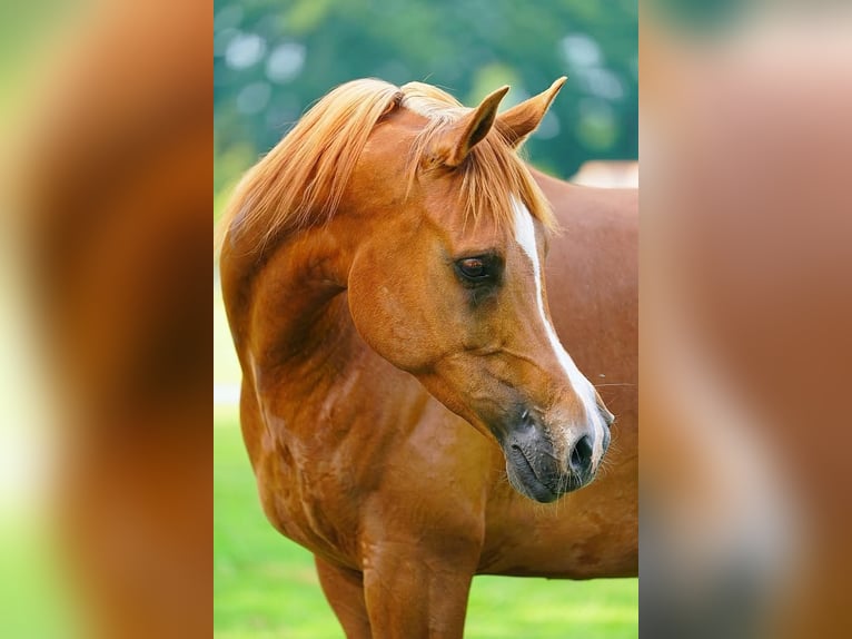 Purosangue arabo Castrone 9 Anni 159 cm Sauro in Uddel