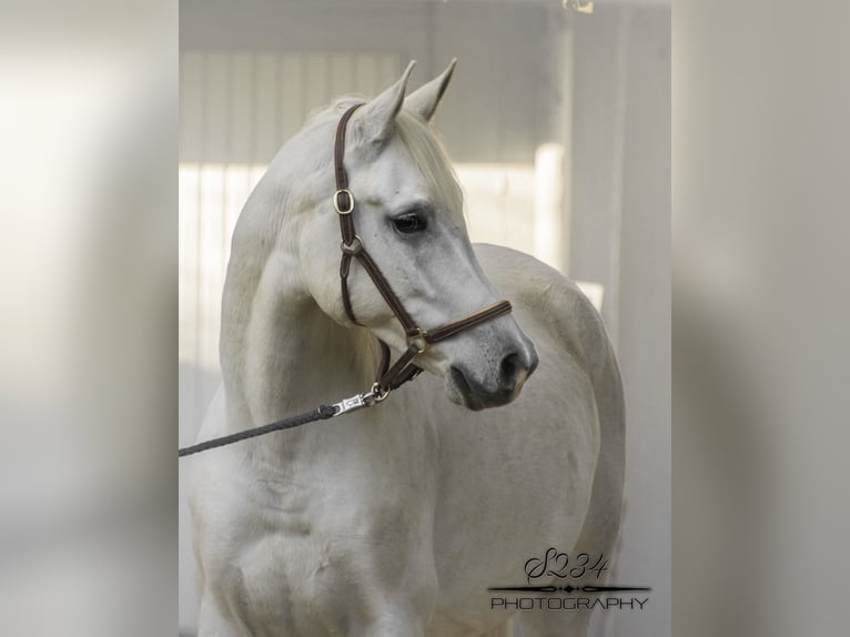 Purosangue arabo Castrone 9 Anni 160 cm Grigio in Fraunberg
