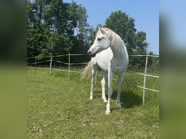 Purosangue arabo Castrone 9 Anni 160 cm Grigio in Fraunberg