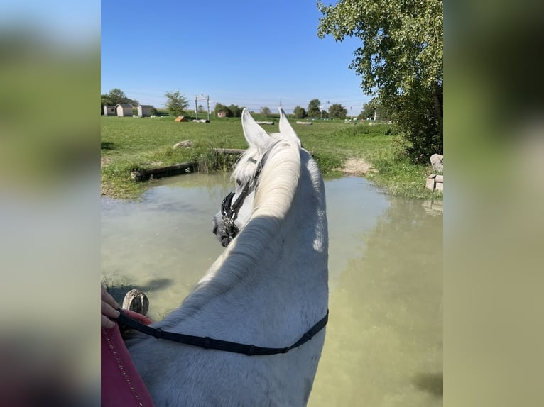 Purosangue arabo Castrone 9 Anni 160 cm Grigio in Fraunberg